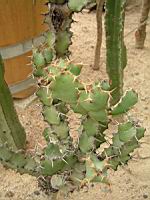 Euphorbe - Euphorbia Caerulescens (fam Euphorbiacees) (Afrique du sud) (03) (Photo F. Mrugala)